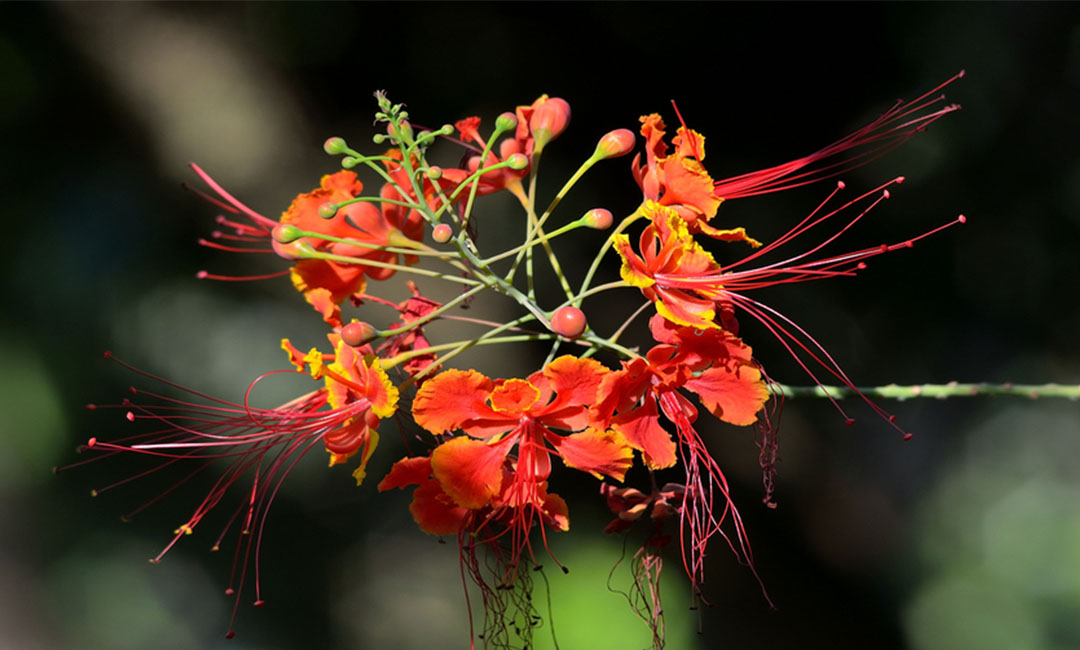 内蒙古花帮主百科词条创建案例